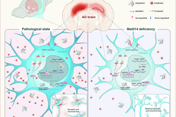 医学院科研团队在Molecular Therapy、Molecular Psychiatry和elife发表3篇论文