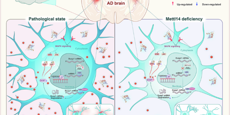 医学院科研团队在Molecular Therapy、Molecular Psychiatry和elife发表3篇论文
