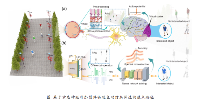 基础院巫江/沈凯团队在Nature Communications上发表最新研究成果
