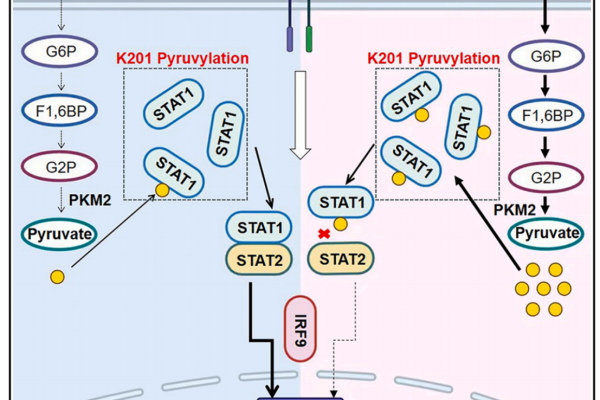 电子科大，Cell+1！
