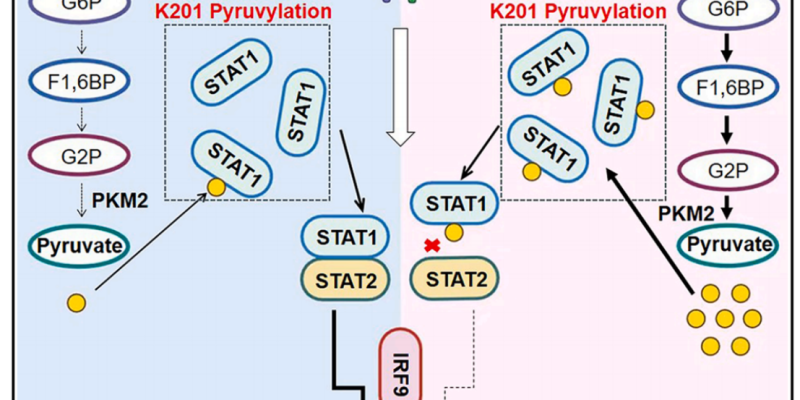 电子科大，Cell+1！